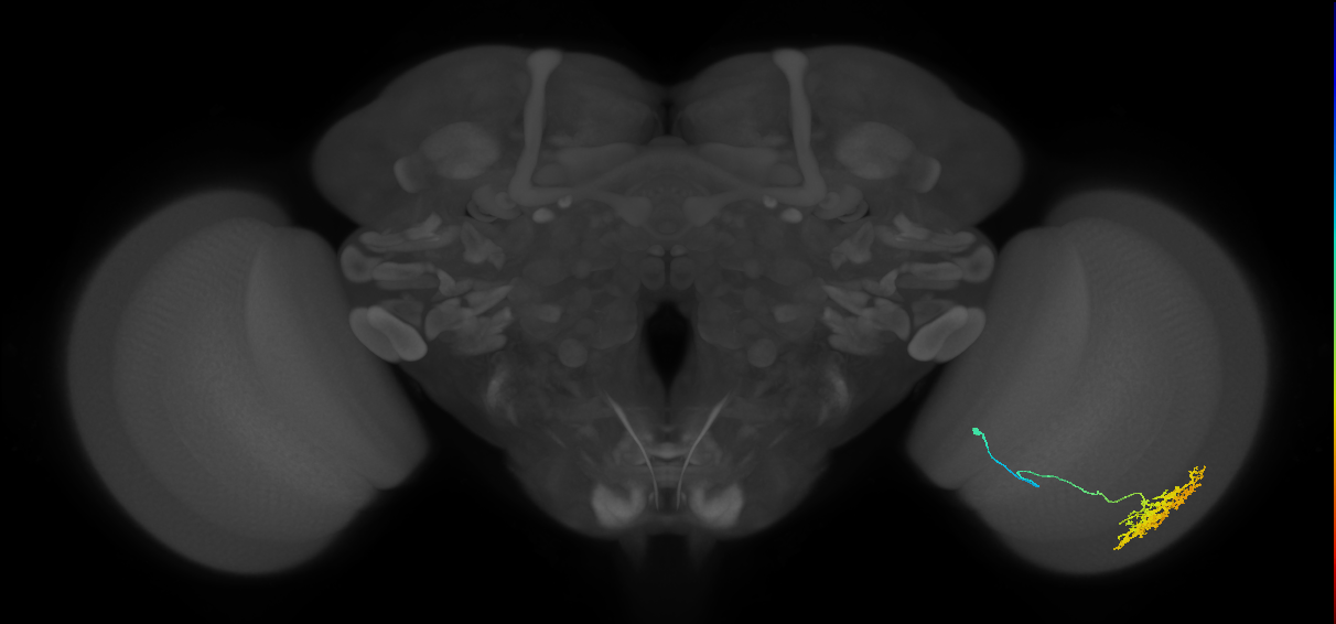 Cm11a_R (MaleCNS:47213)