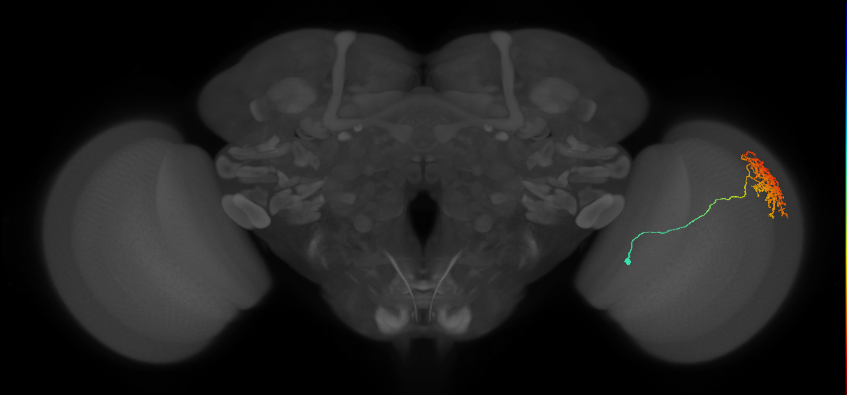Cm11a_R (MaleCNS:36746)