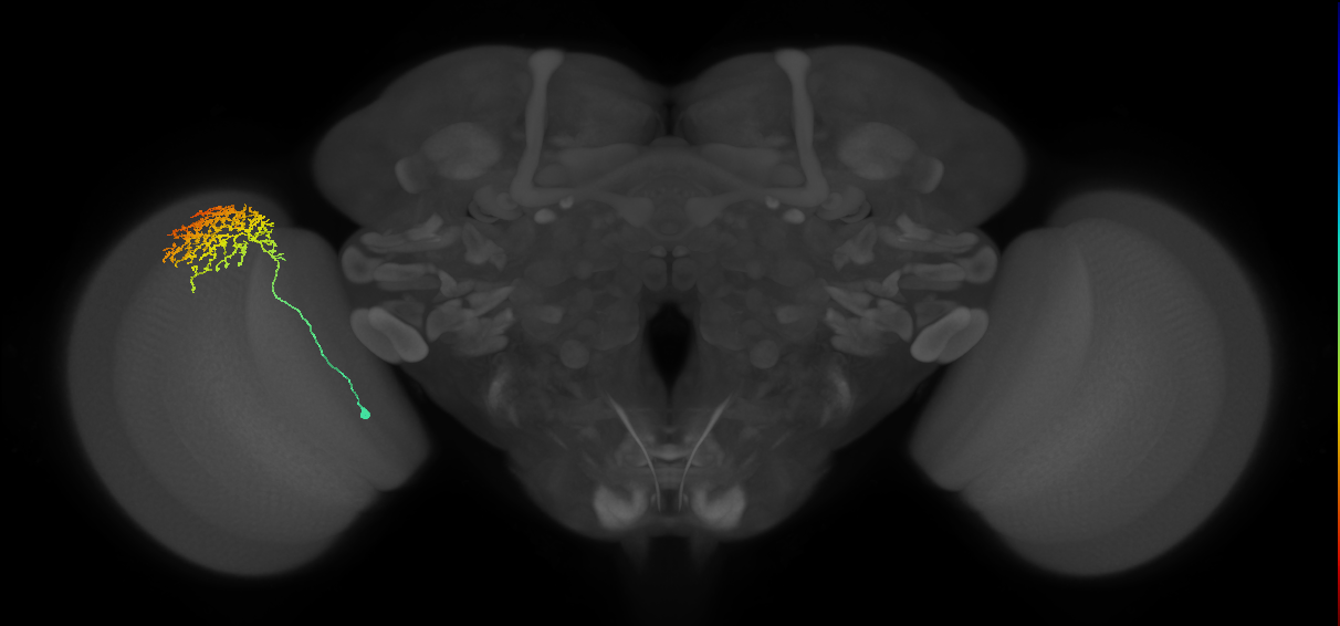 Cm11a_L (MaleCNS:542281)