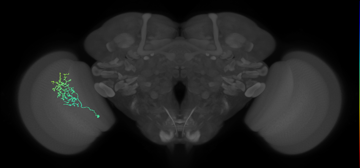 Cm11a_L (MaleCNS:69788)