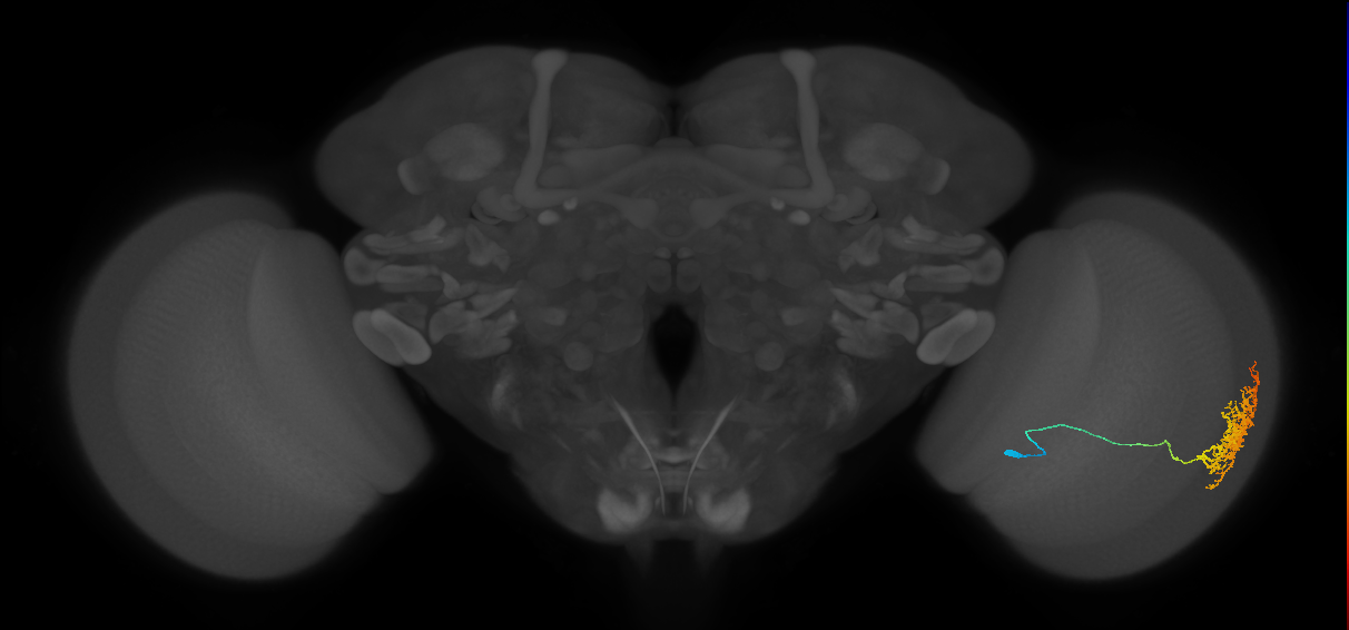 Cm11a_R (MaleCNS:41417)