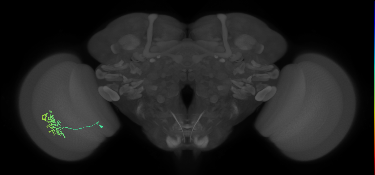 Cm11a_L (MaleCNS:84179)