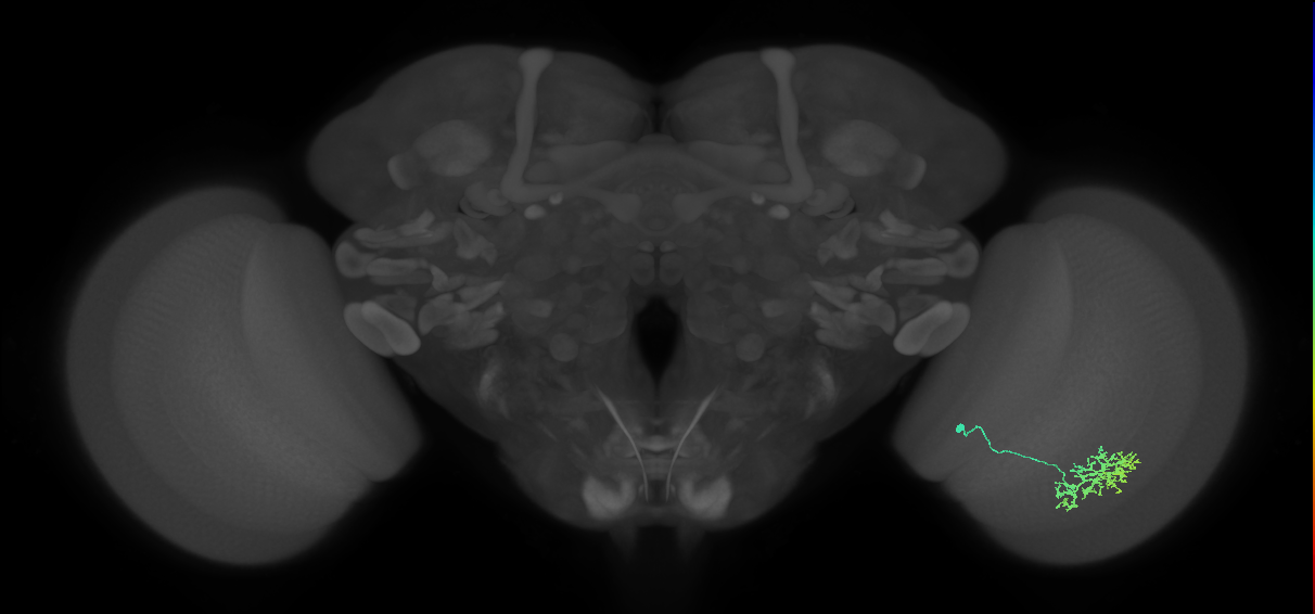Cm11a_R (MaleCNS:61652)