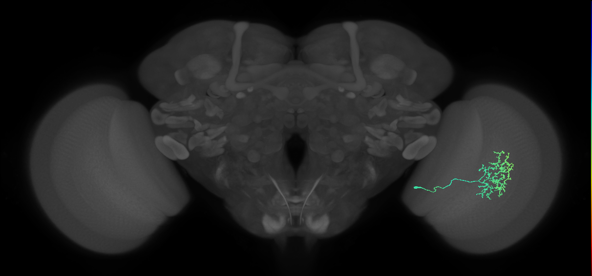 Cm11a_R (MaleCNS:57093)
