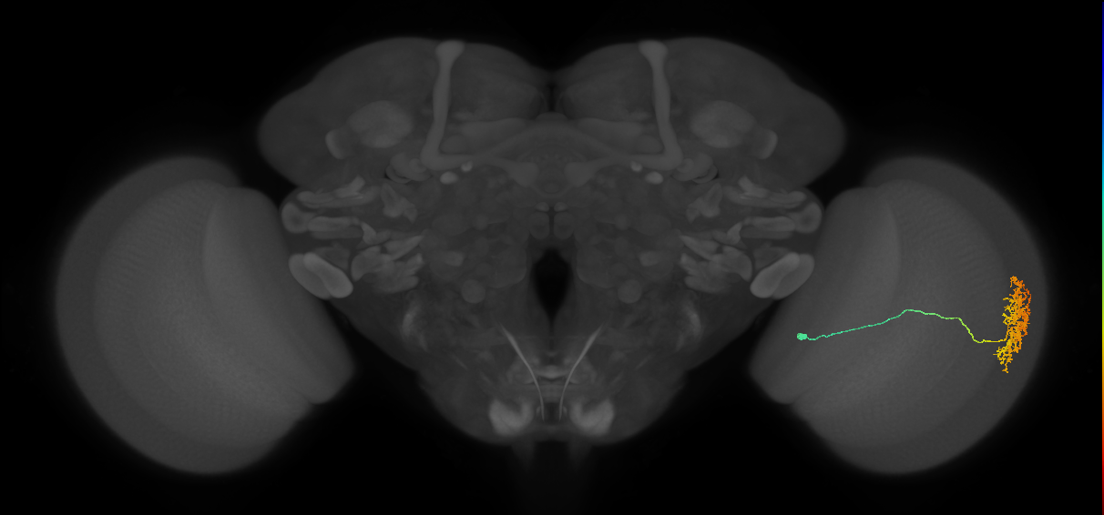 Cm11a_R (MaleCNS:39780)