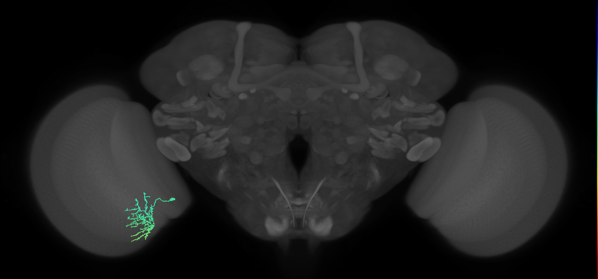 Cm11a_L (MaleCNS:75822)