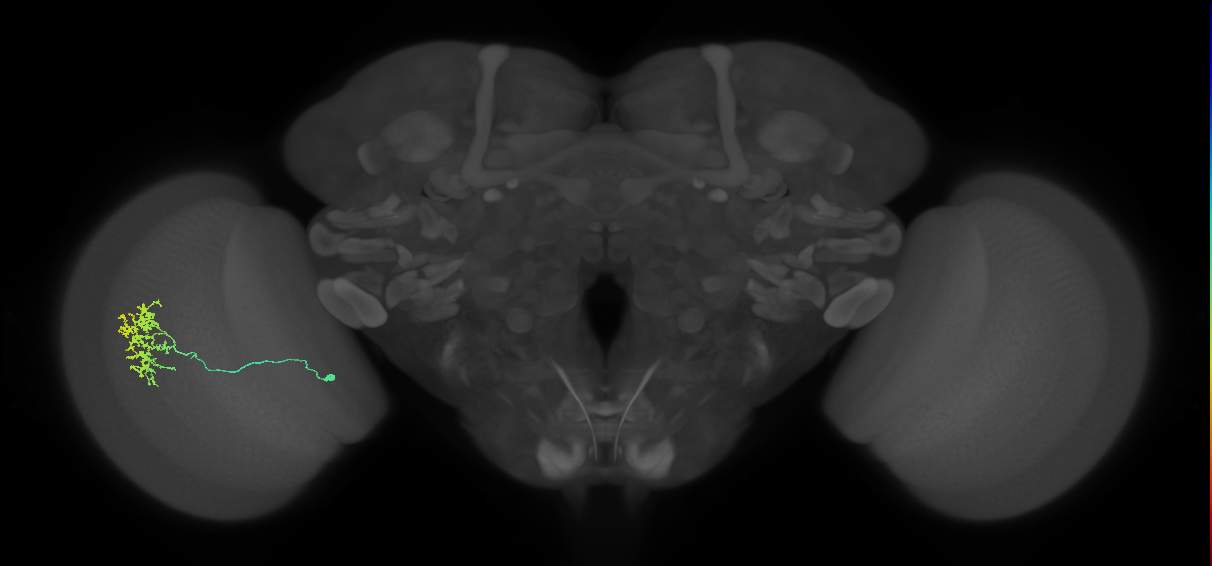 Cm11a_L (MaleCNS:86255)