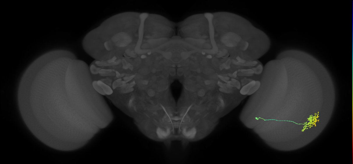 Cm11a_R (MaleCNS:56122)