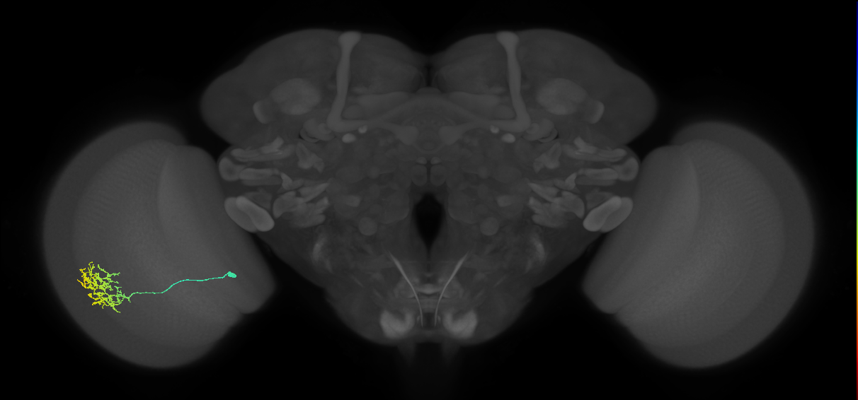 Cm11a_L (MaleCNS:56810)