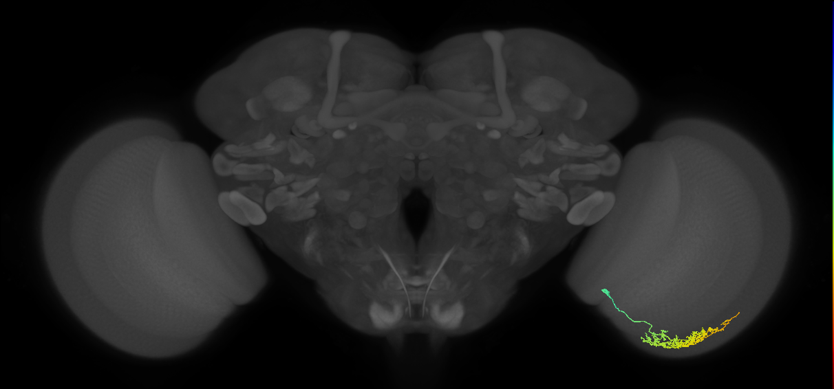 Cm11a_R (MaleCNS:59859)