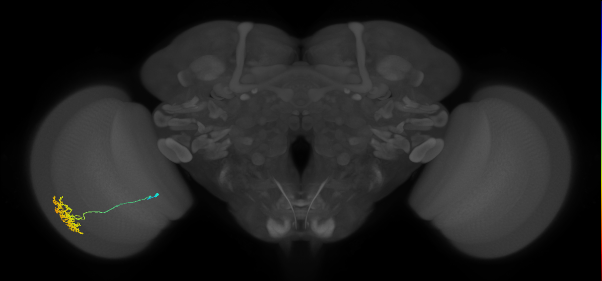 Cm11a_L (MaleCNS:44870)