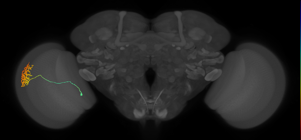 Cm11a_L (MaleCNS:533557)