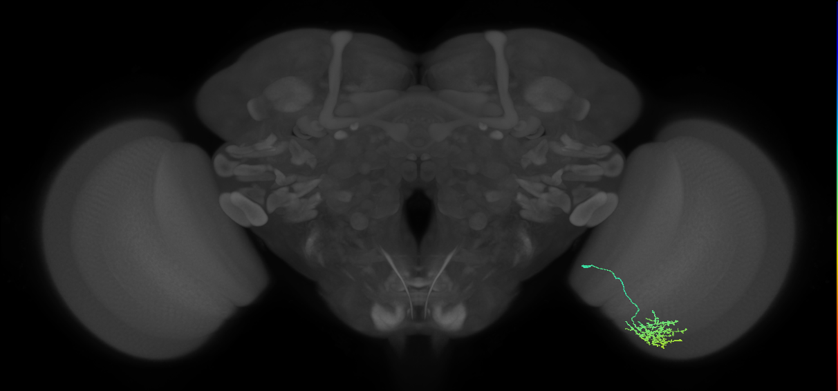 Cm11a_R (MaleCNS:81263)