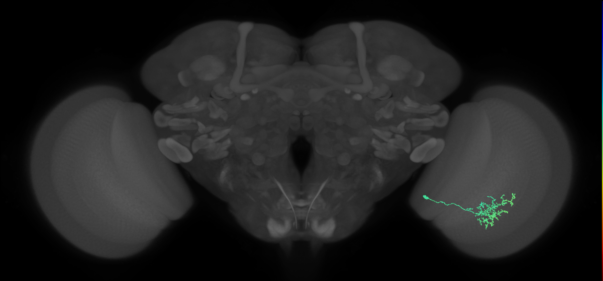 Cm11a_R (MaleCNS:77900)