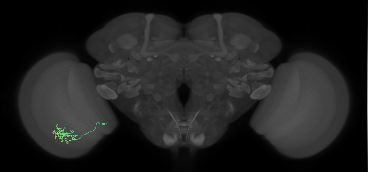 Cm11a_L (MaleCNS:74651)