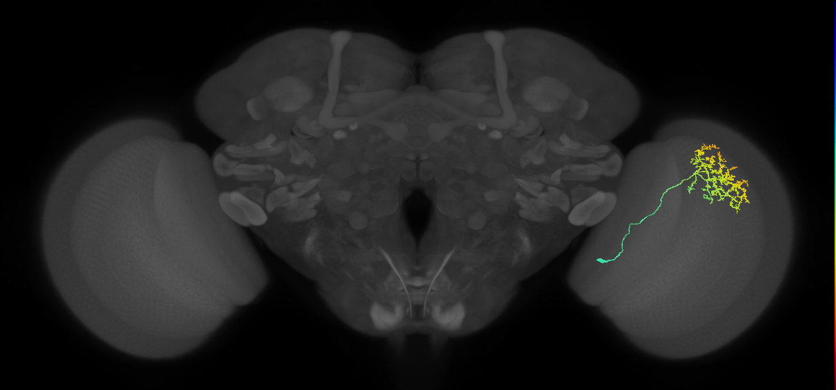 Cm11a_R (MaleCNS:44548)