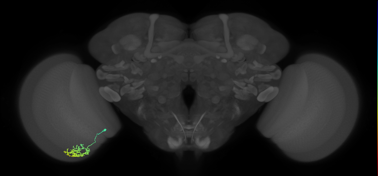 Cm11a_L (MaleCNS:69636)