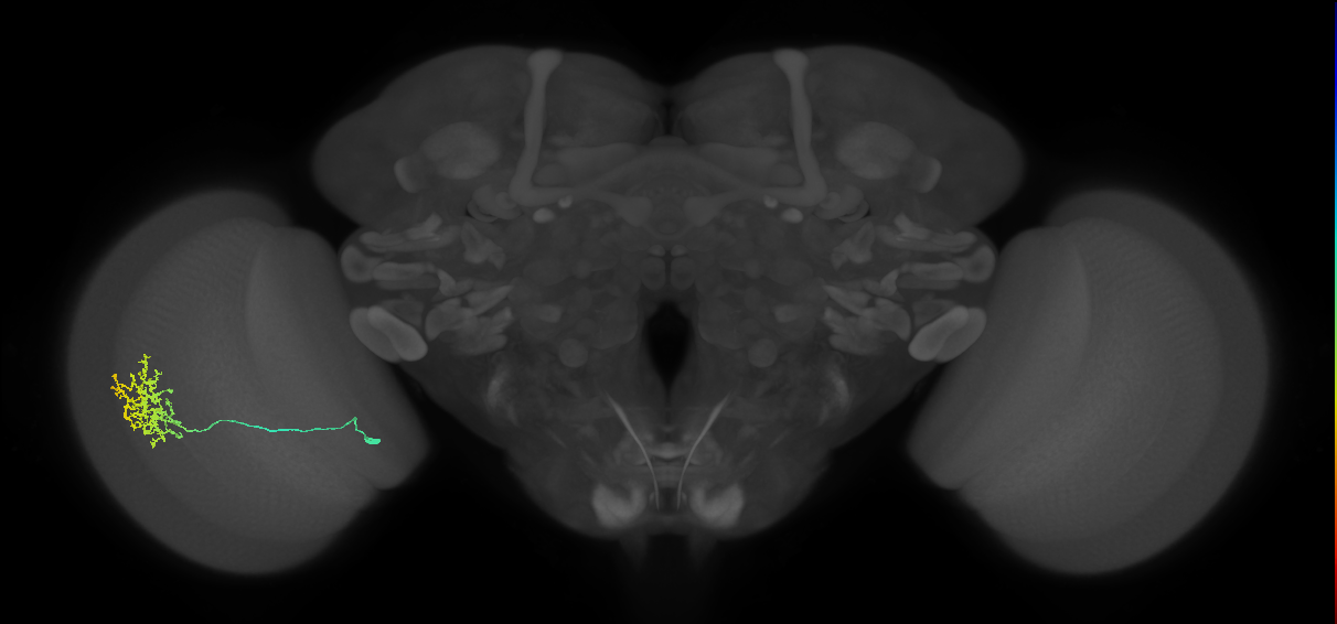 Cm11a_L (MaleCNS:55137)