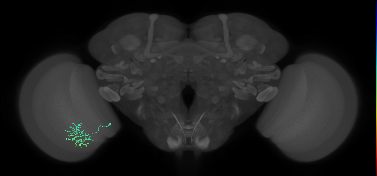Cm11a_L (MaleCNS:97754)