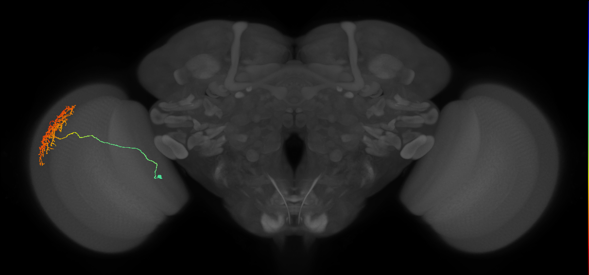 Cm11a_L (MaleCNS:33859)