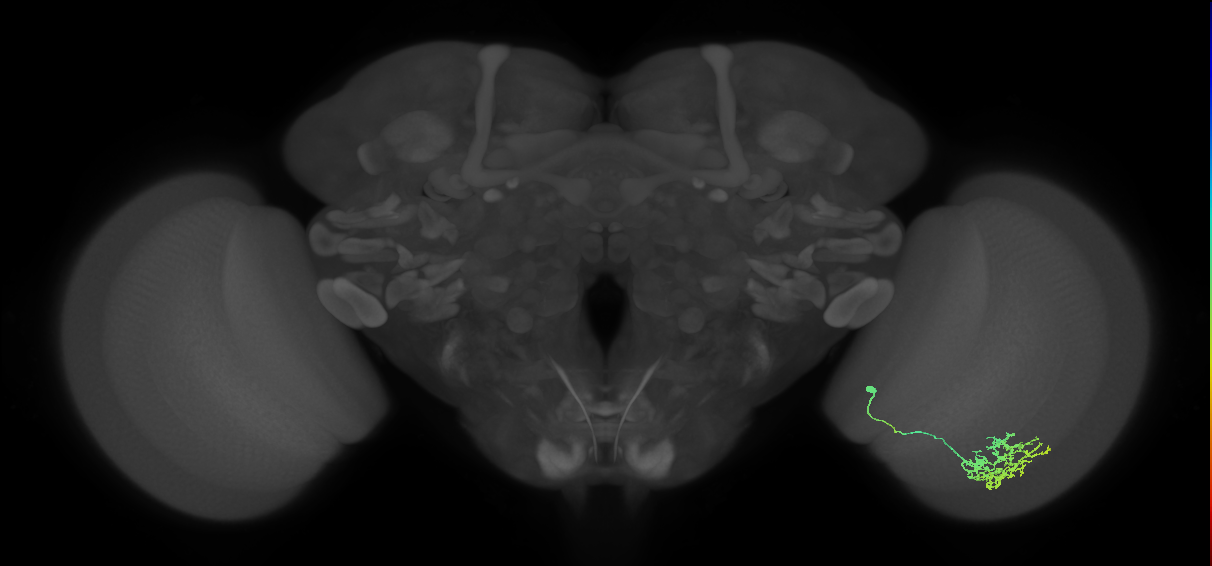 Cm11a_R (MaleCNS:55840)