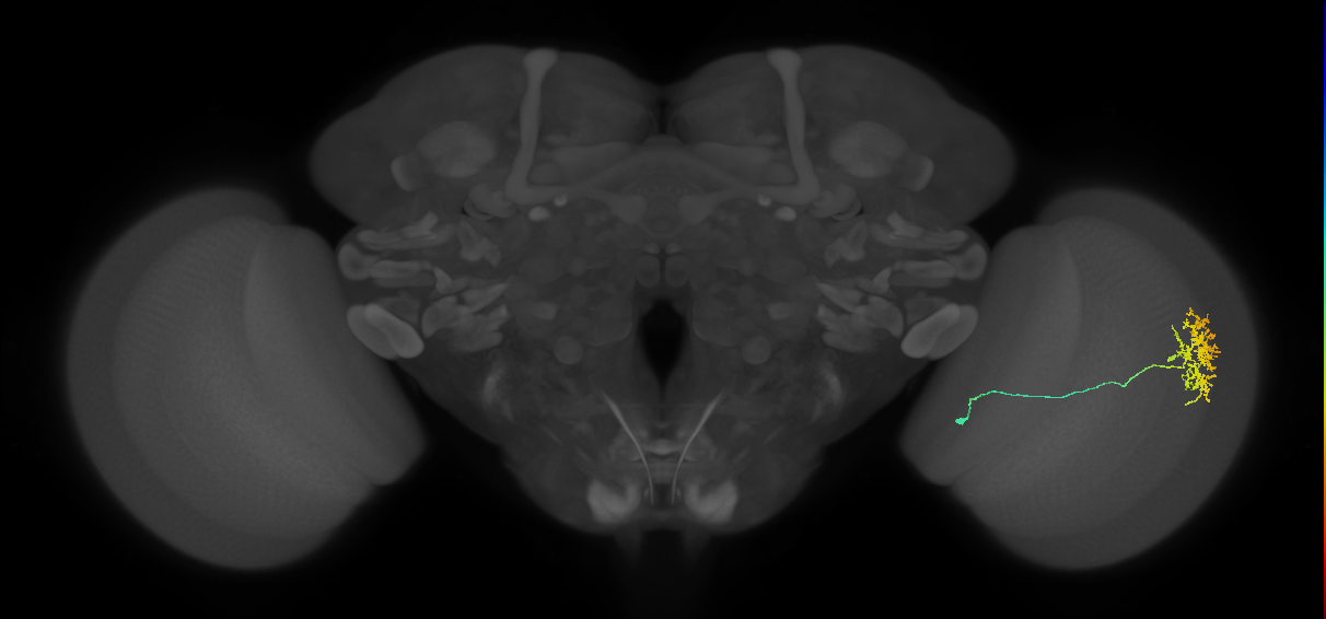 Cm11a_R (MaleCNS:90722)