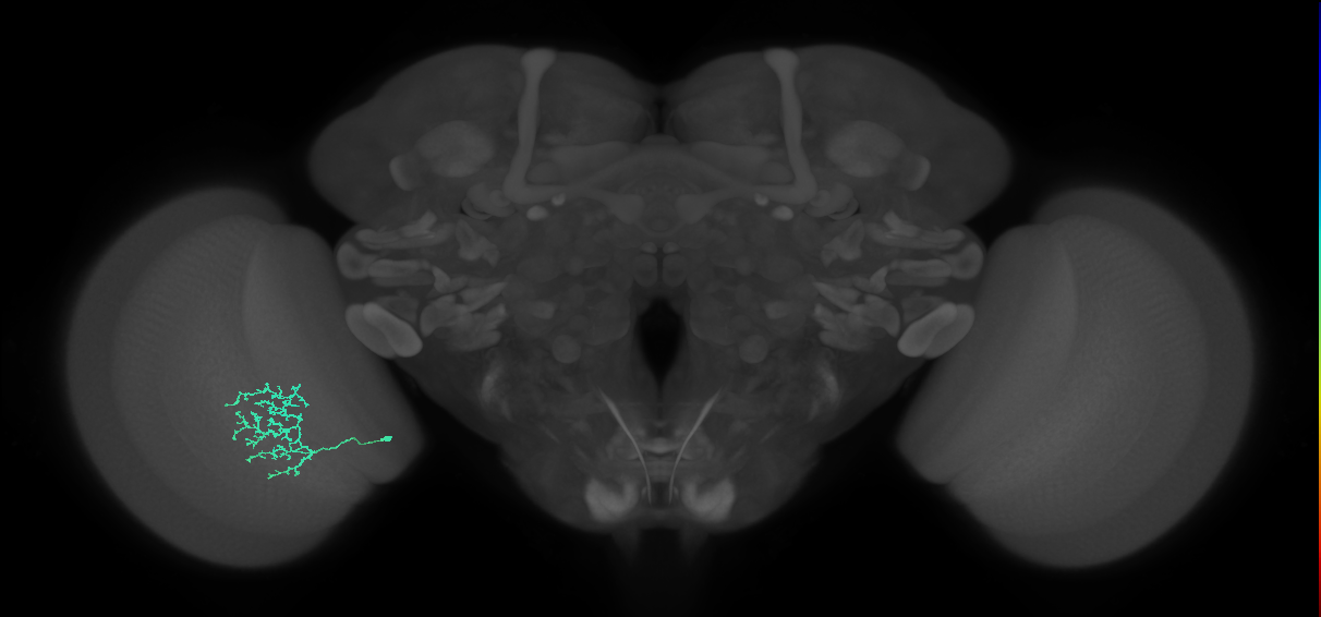 Cm11a_L (MaleCNS:144548)