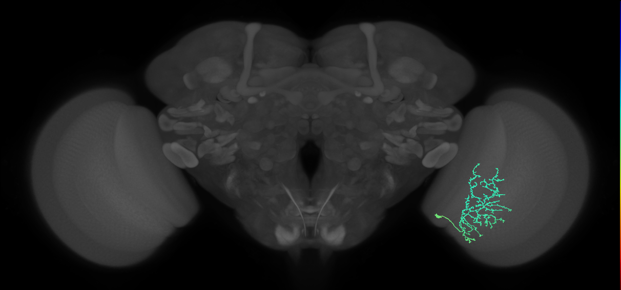 Cm11b_R (MaleCNS:57474)