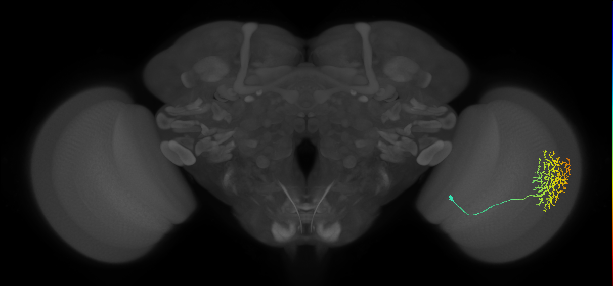 Cm11b_R (MaleCNS:38872)