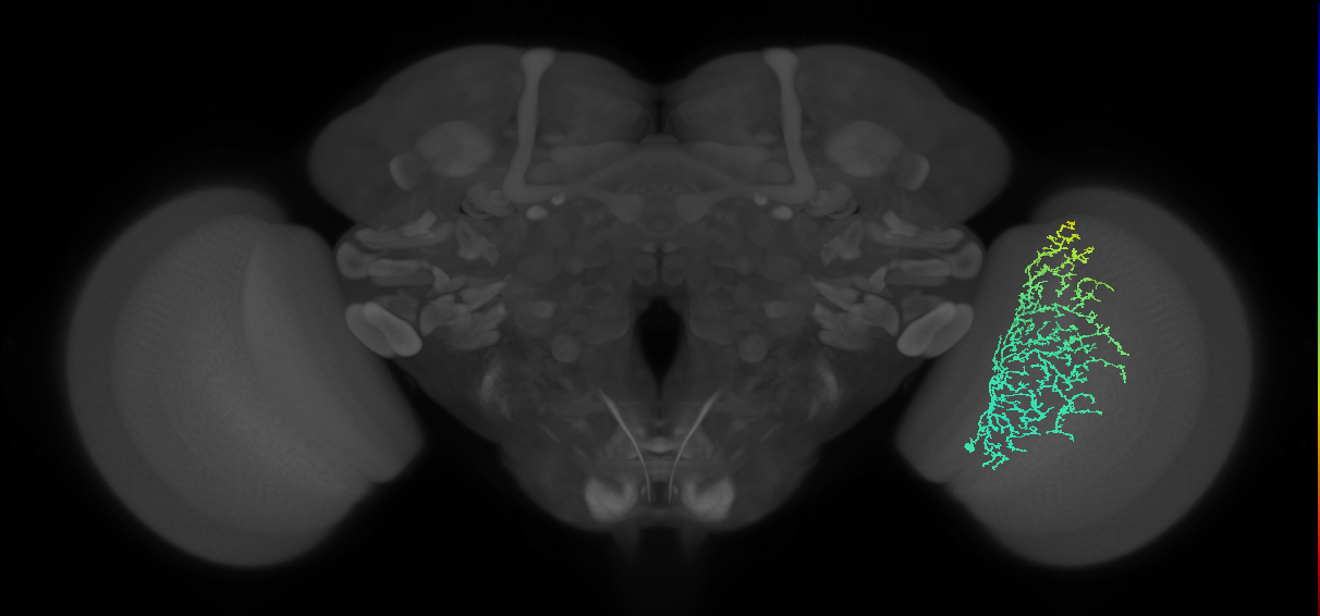 Cm11b_R (MaleCNS:29727)
