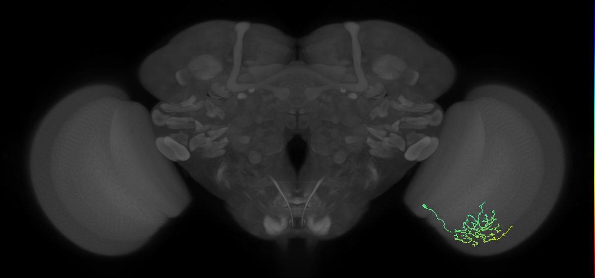 Cm11b_R (MaleCNS:68035)