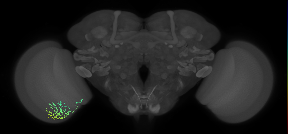 Cm11b_L (MaleCNS:68886)