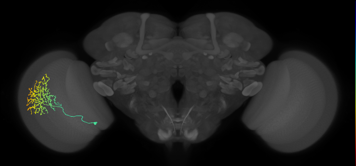Cm11b_L (MaleCNS:34182)