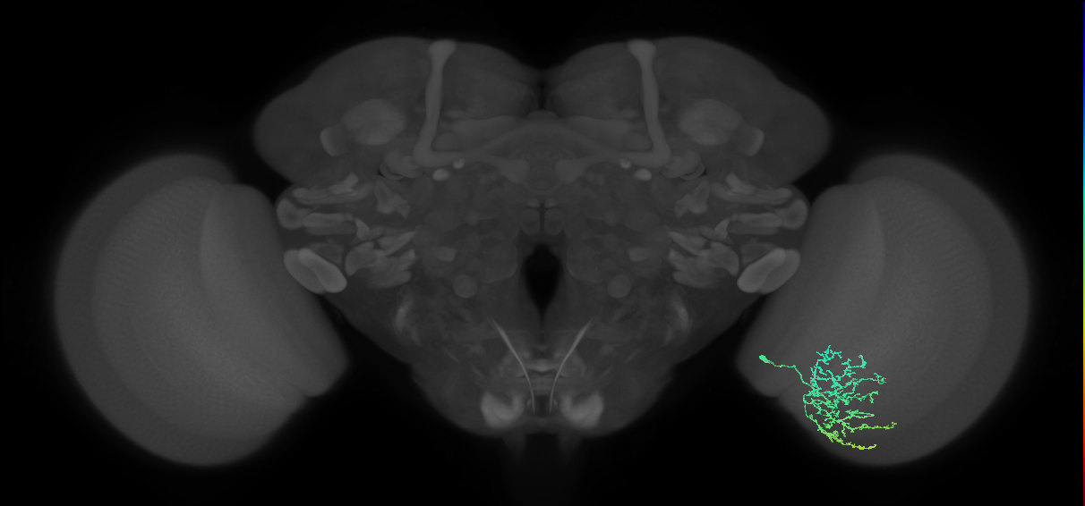 Cm11b_R (MaleCNS:55673)