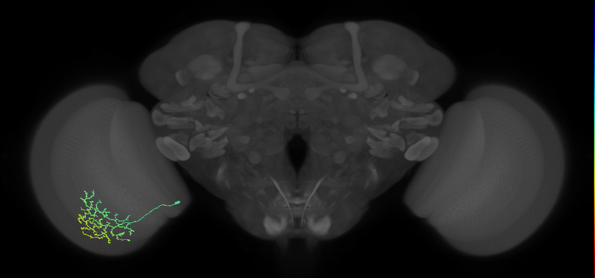 Cm11b_L (MaleCNS:525462)