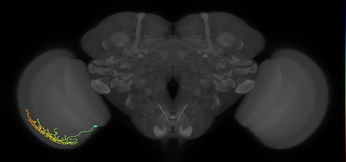 Cm11b_L (MaleCNS:31770)