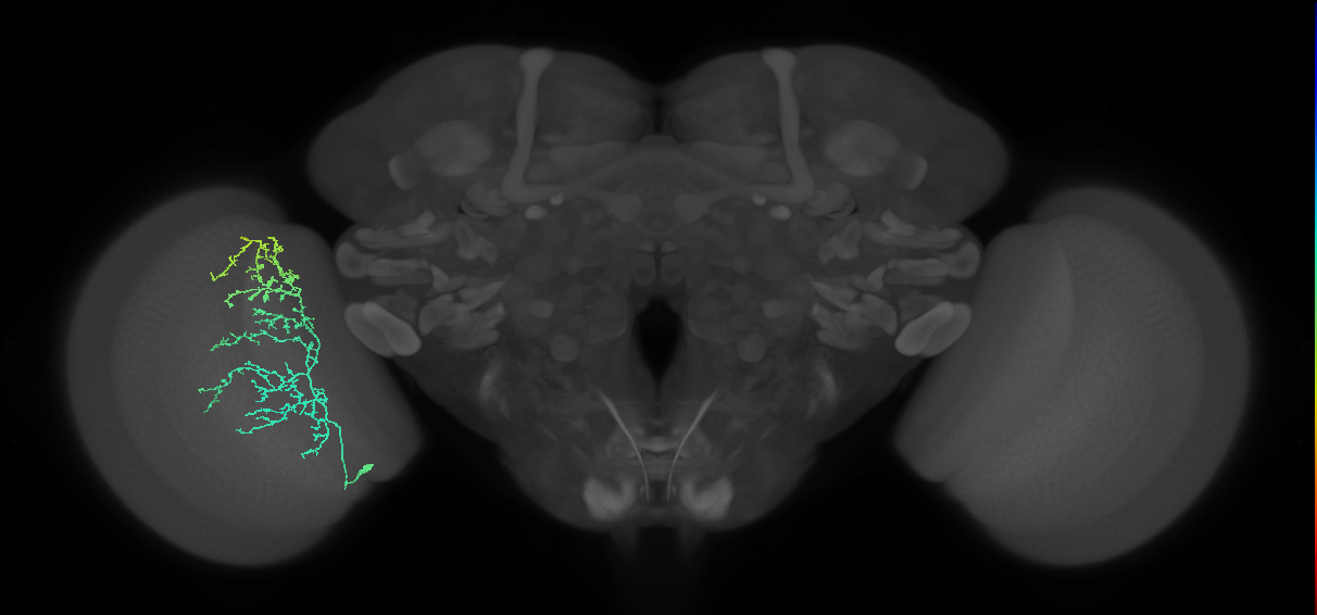 Cm11b_L (MaleCNS:536871)