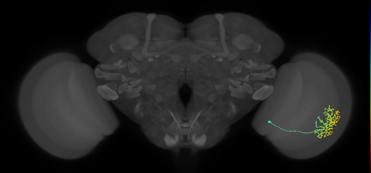 Cm11b_R (MaleCNS:47957)
