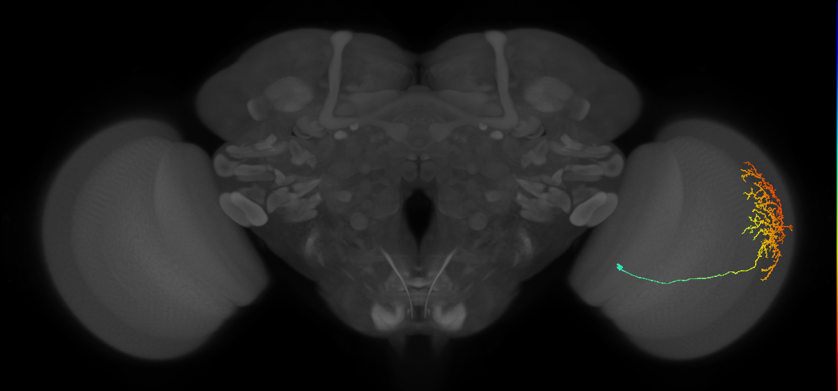 Cm11b_R (MaleCNS:33812)
