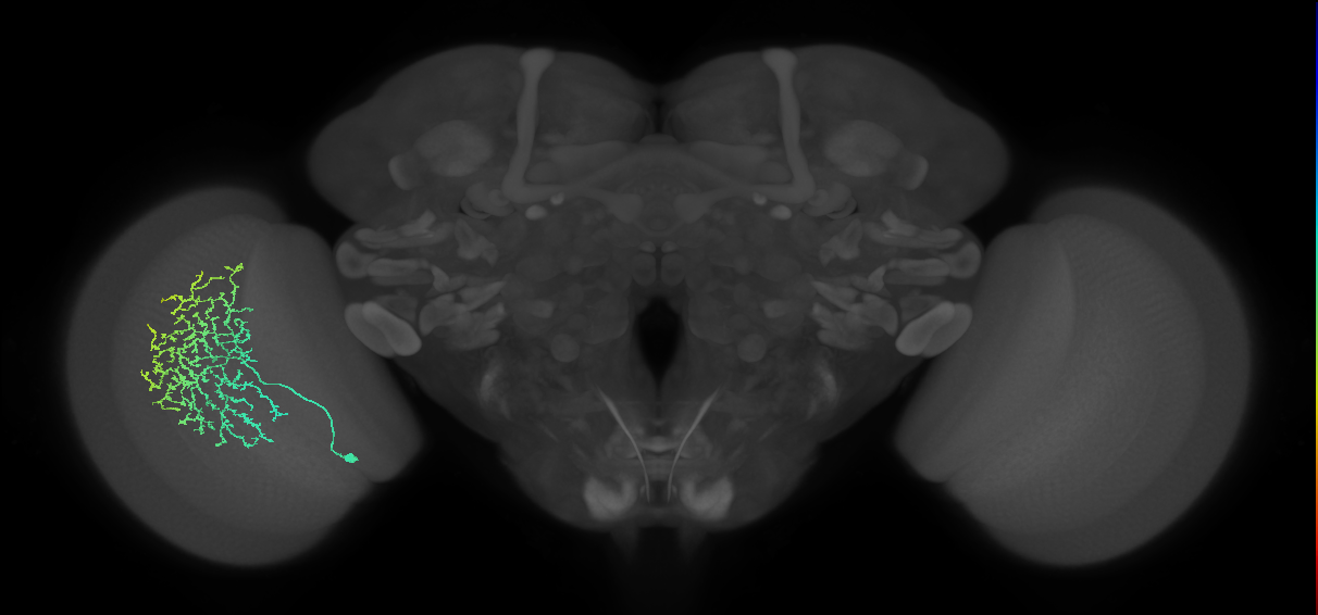 Cm11b_L (MaleCNS:27409)