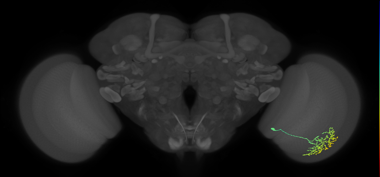 Cm11b_R (MaleCNS:58867)