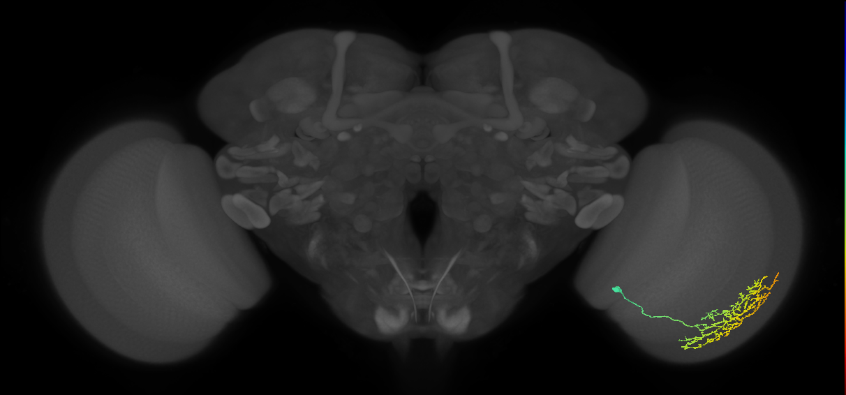 Cm11b_R (MaleCNS:47943)