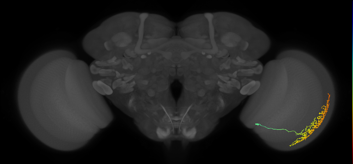 Cm11b_R (MaleCNS:37940)