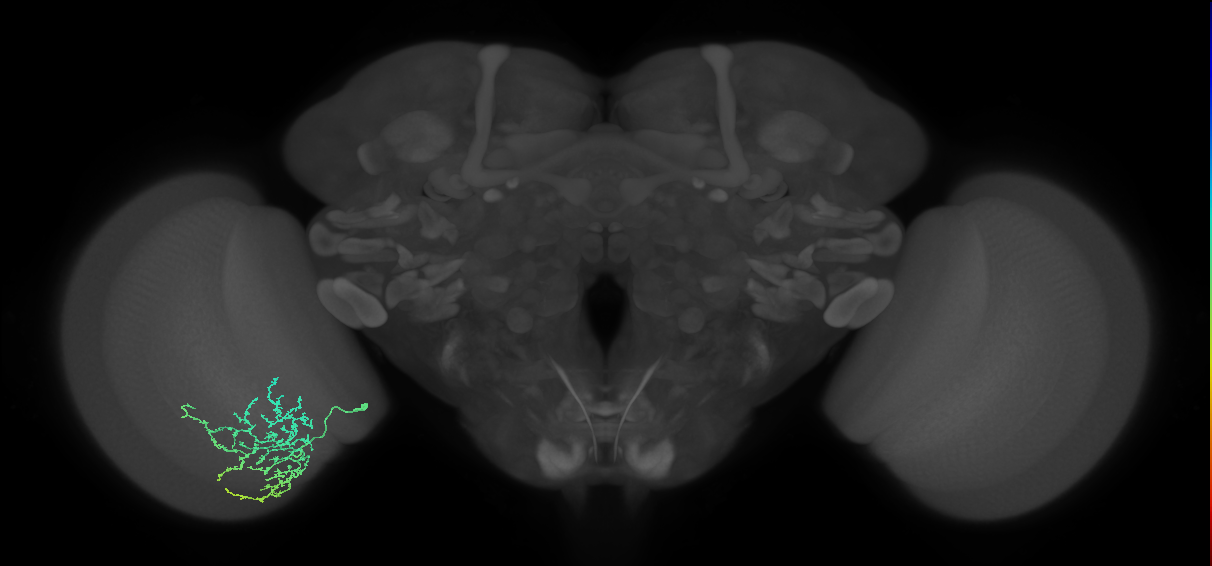 Cm11b_L (MaleCNS:532467)