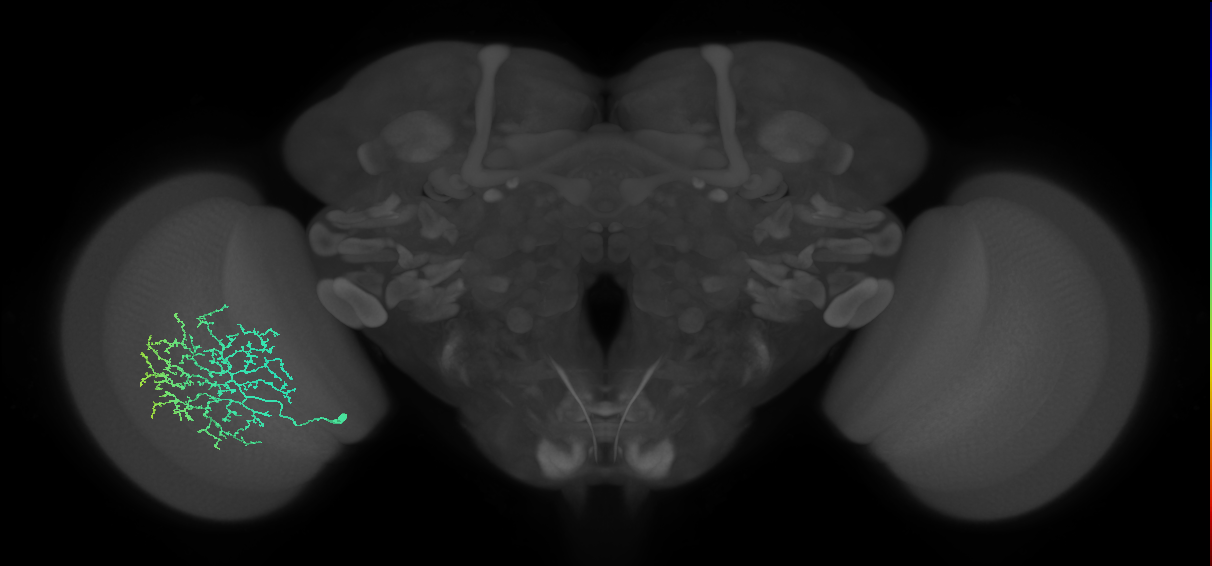 Cm11b_L (MaleCNS:37777)