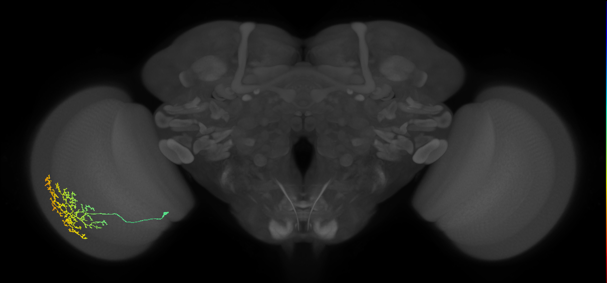 Cm11b_L (MaleCNS:29740)
