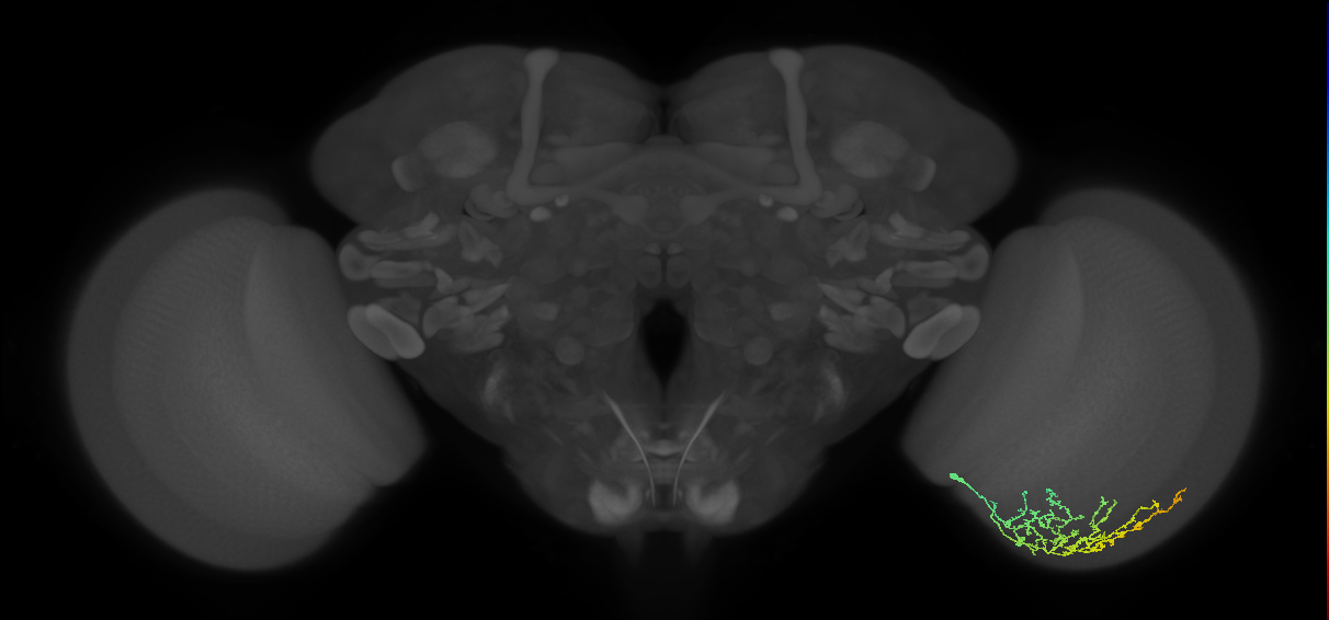 Cm11b_R (MaleCNS:58087)