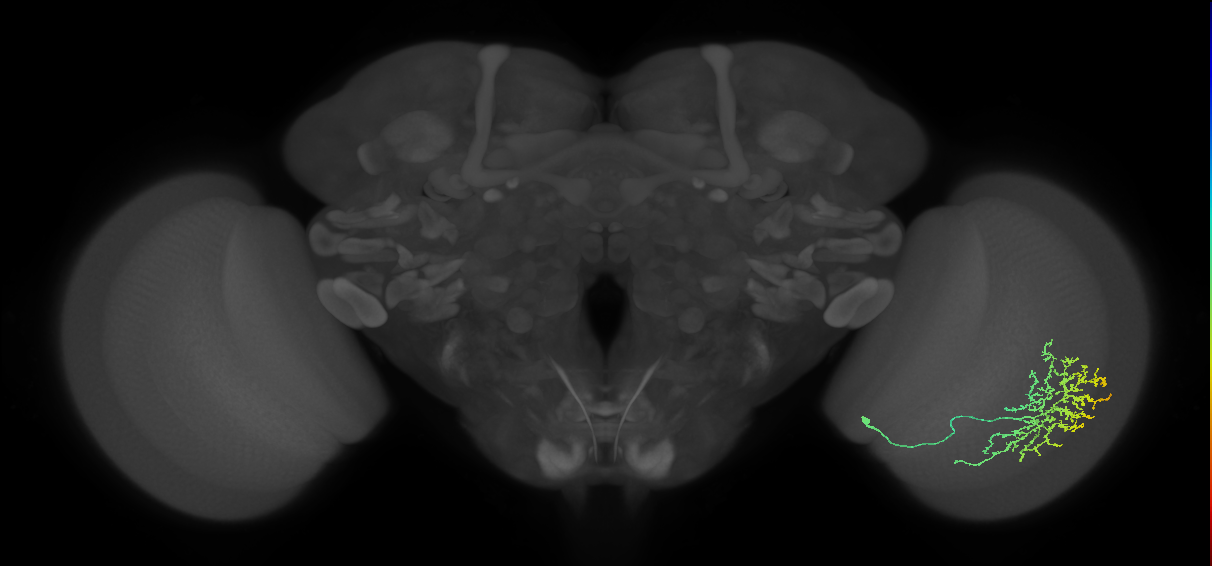 Cm11b_R (MaleCNS:38442)