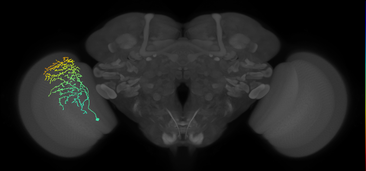 Cm11b_L (MaleCNS:34094)