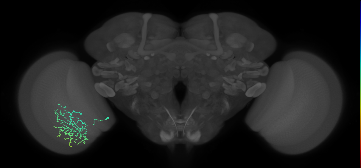 Cm11b_L (MaleCNS:51360)